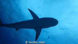 Carribean reef shark by Gordon Hess 